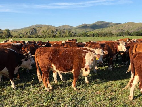 Х.Болорчулуун: Таван сая үхрийг ээмэгжүүлэхэд 13 тэрбум төгрөг зарцуулна